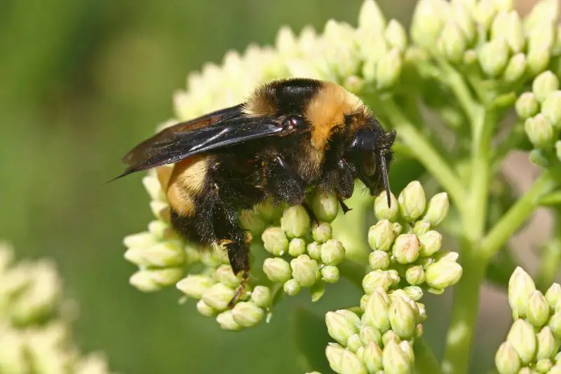 Dangerous Stinging Insects in Washington State