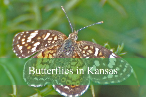 Butterflies in Kansas