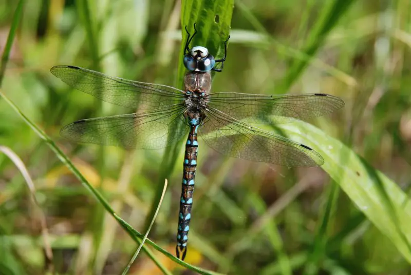 Dragonflies in Colorado
