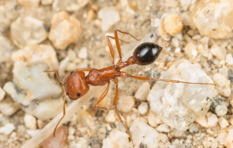 Types of Ants in California