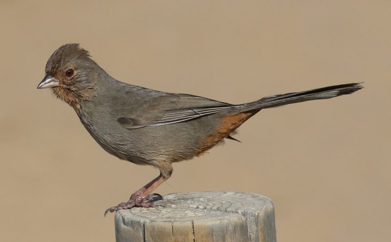 Birds That Sing at Night in California