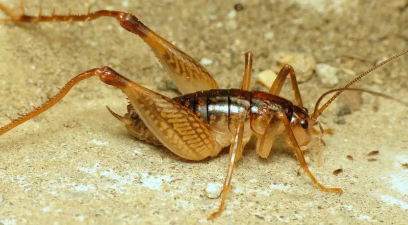 Crickets in Maryland