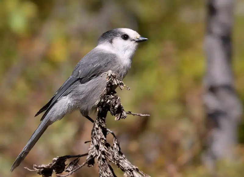 Jays in New Hampshire