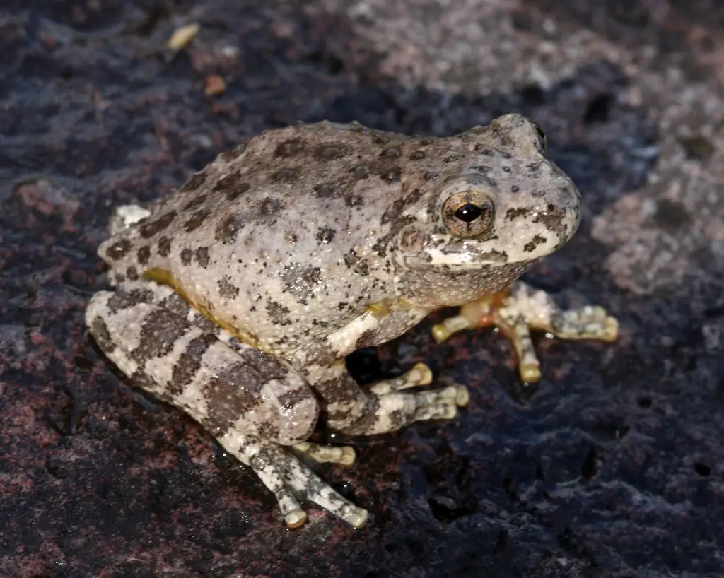 Frogs in Arizona