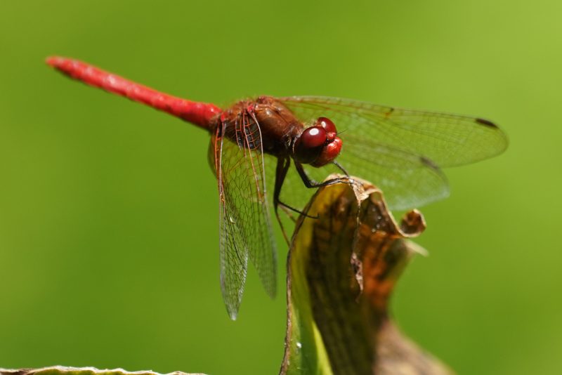 Dragonflies in Colorado