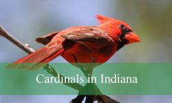 4 Types of Cardinals in Indiana (With Pictures and Identification)