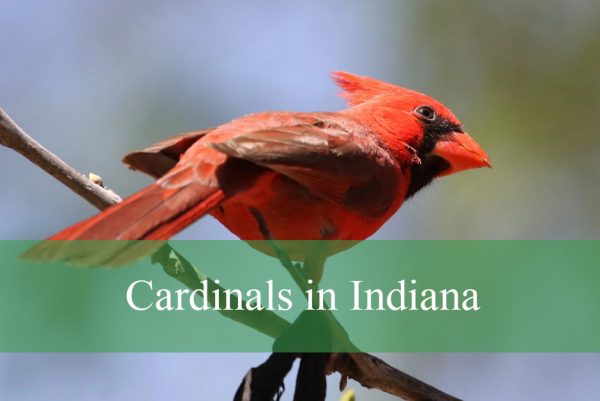 Cardinals in Indiana