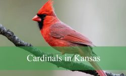 6 Types of Cardinals in Kansas (With Pictures and Identification)