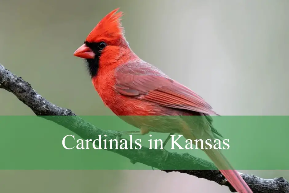 cardinals nike shirt