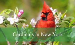 3 Types of Cardinals in New York (With Pictures and Identification)