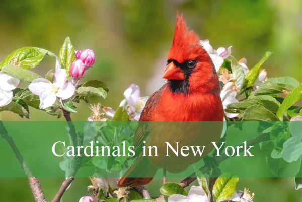 Cardinals in New York
