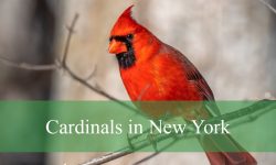 Cardinals in New York: Types, Facts, Habitat, and Viewing Tips