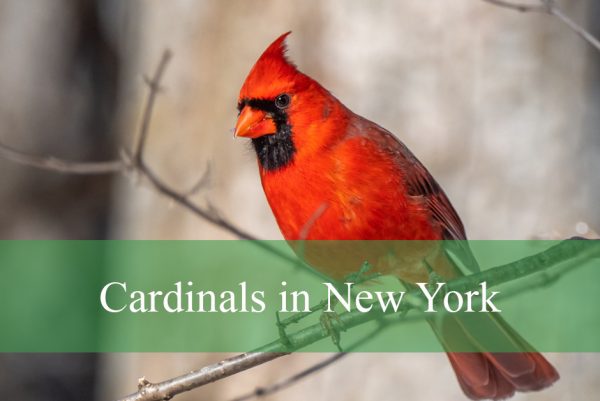 Cardinals in New York