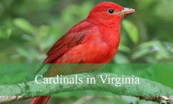 7 Cardinals in Virginia (With Pictures and Identification)