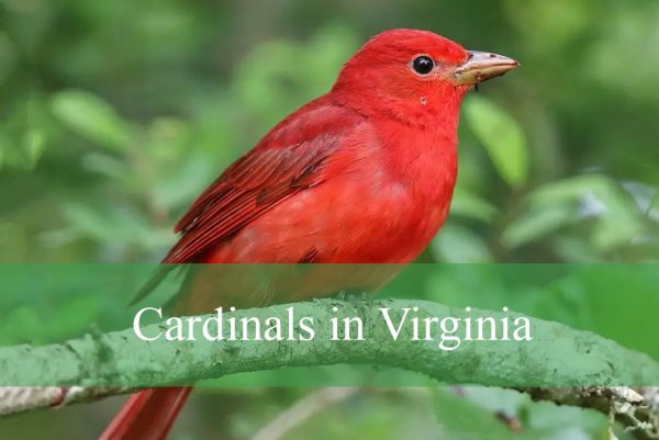 Cardinals in Virginia