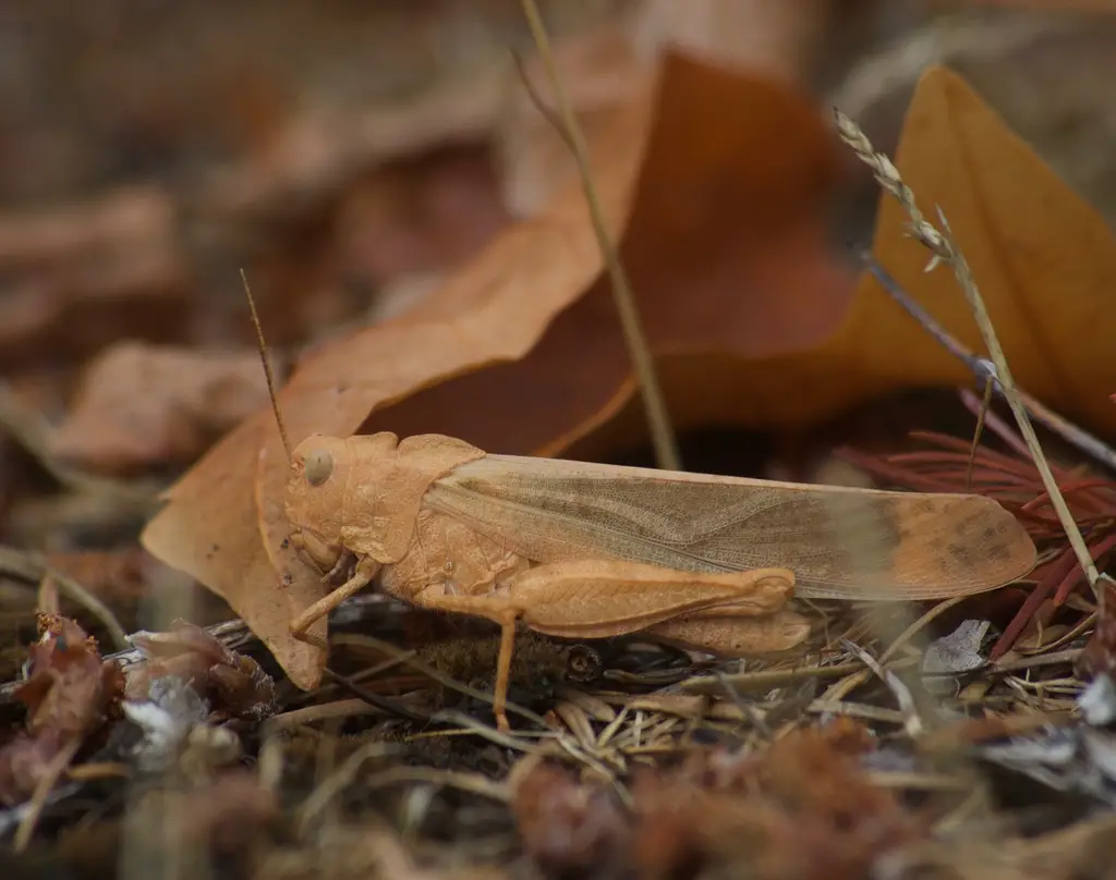 Grasshoppers in Arizona