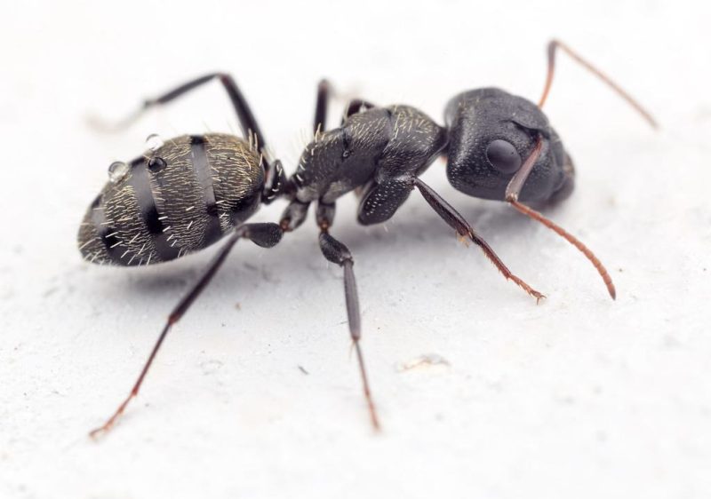Biting Ants in North Carolina