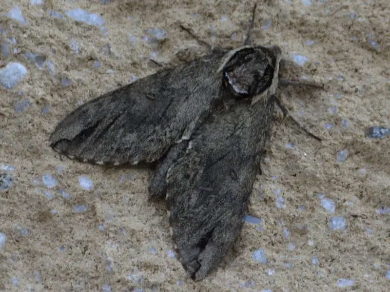 Moths in Colorado