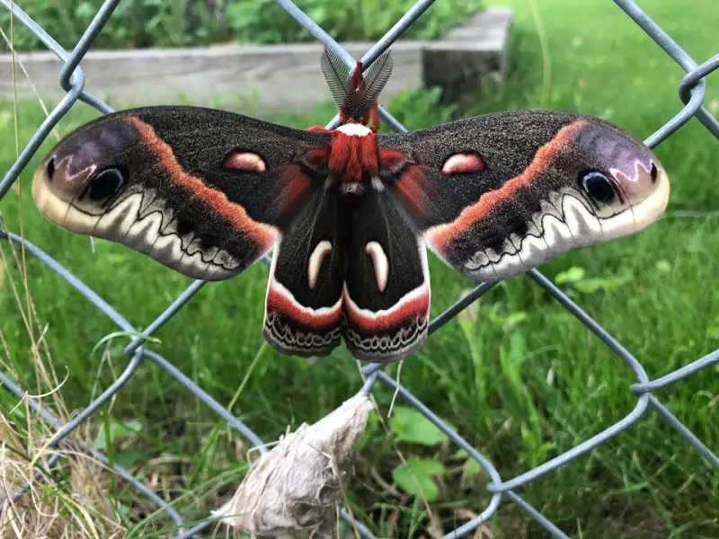 Moths in Colorado