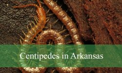 7 Types of Centipedes in Arkansas (With Pictures and ID Guide)