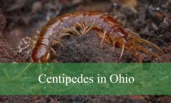 5 Types of Centipedes in Ohio (With Pictures and Identification)