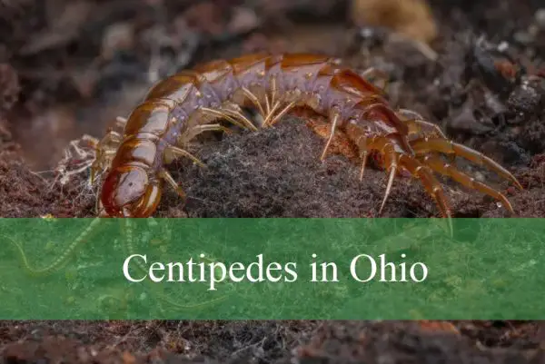 Centipedes in Ohio