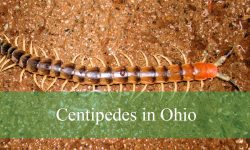 6 Types of Centipedes in Ohio (With Pictures and Identification)