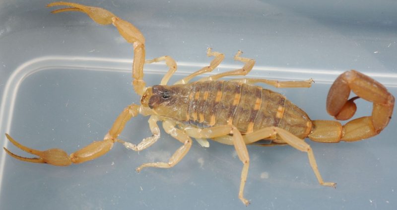 Dangerous Bugs in Hawaii