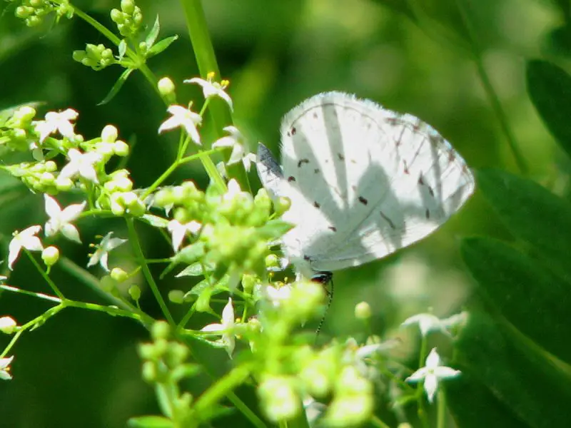 Blue Butterflies in Virginia