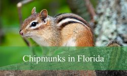 Discovering Chipmunks in Florida: Everything You Need to Know
