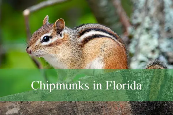 Chipmunks in Florida