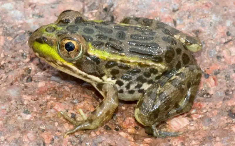 Frogs in Arizona