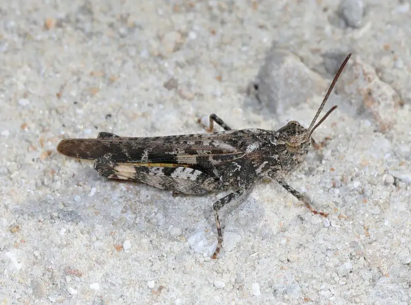 Grasshoppers in Texas