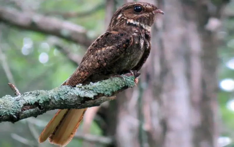 Birds That Sing at Night in North Carolina