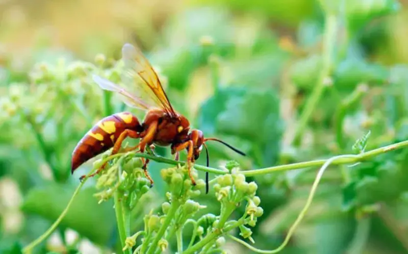 Stinging Insects in Florida