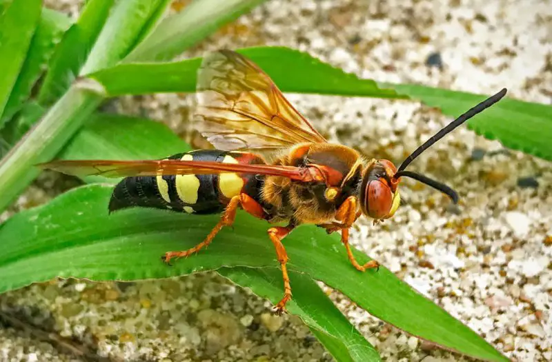 Dangerous Stinging Insects in Washington State