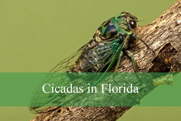 Cicadas in Florida