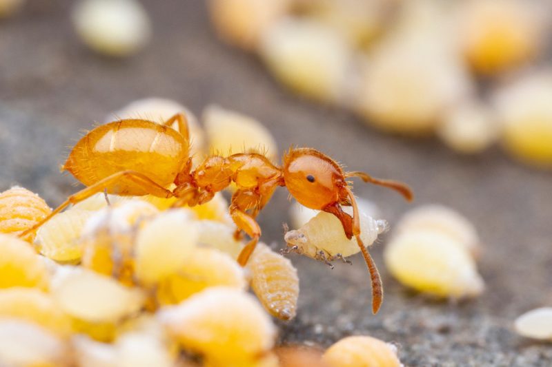 Biting Ants in Virginia