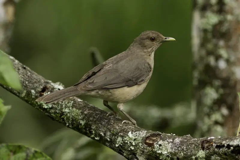 Robins in Texas