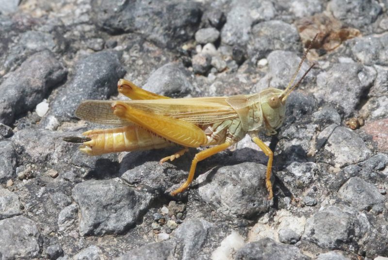 Grasshoppers in Montana