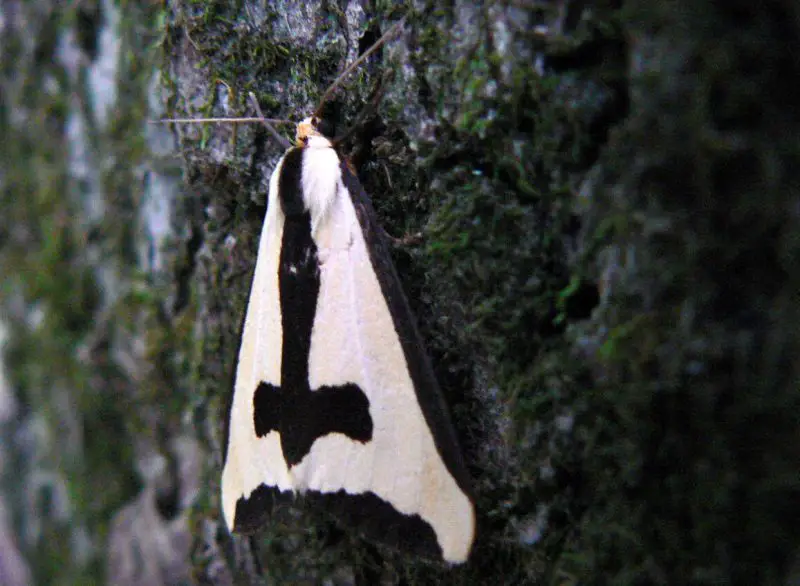 Moths in Colorado