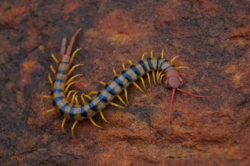 Centipedes in Ohio