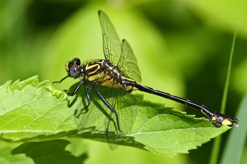 Dragonflies in Illinois