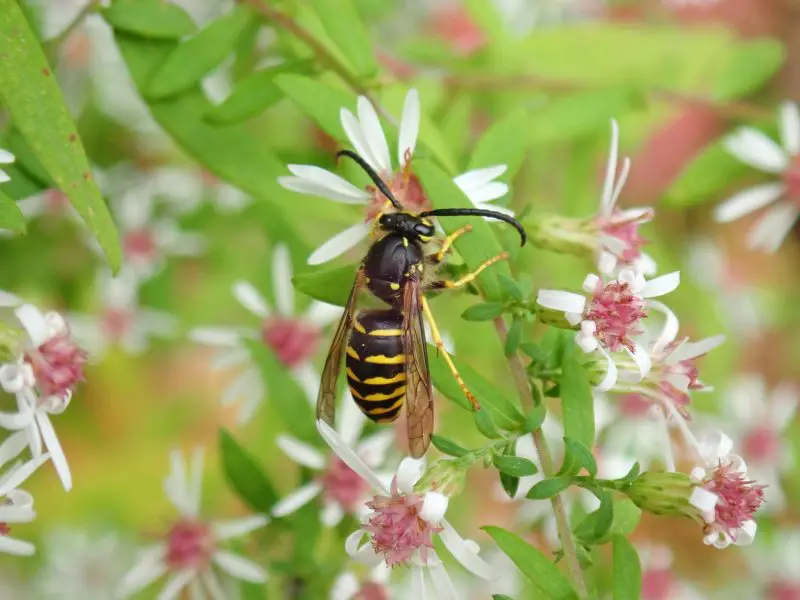 Types of Wasps in Ohio