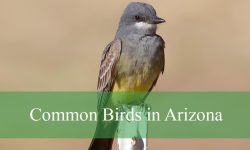 46 Common Birds in Arizona​ (With Pictures and Identification)