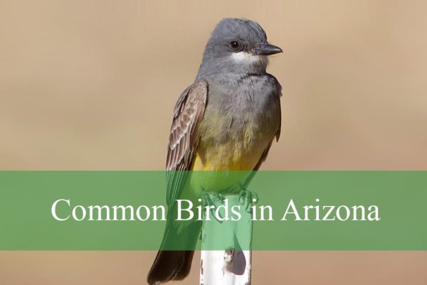 Common Birds in Arizona
