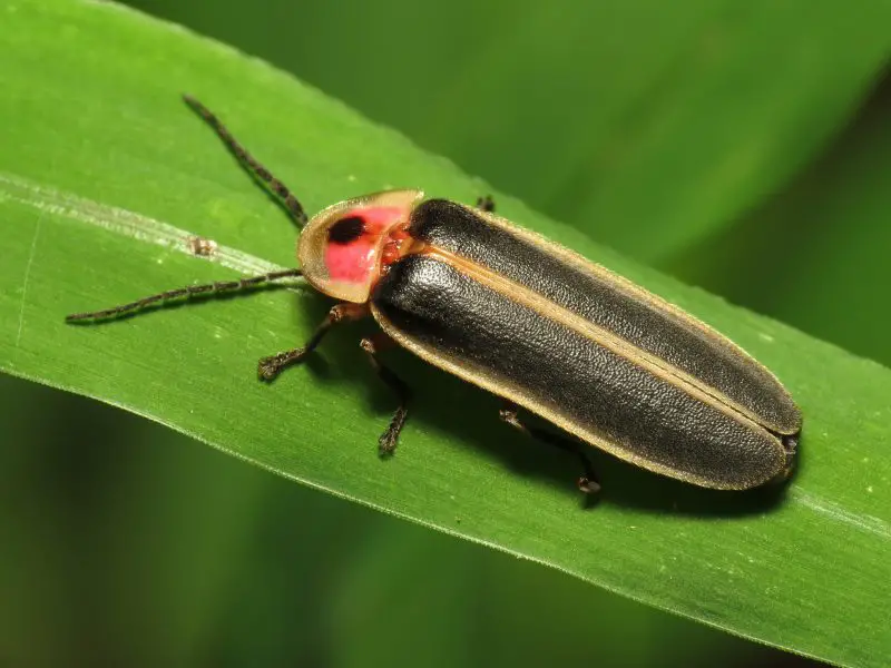 Fireflies in North Carolina