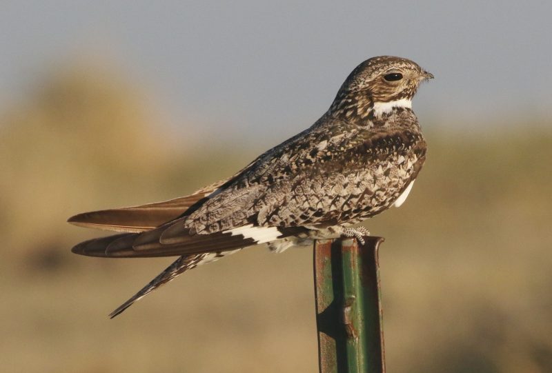 Birds That Sing at Night in California