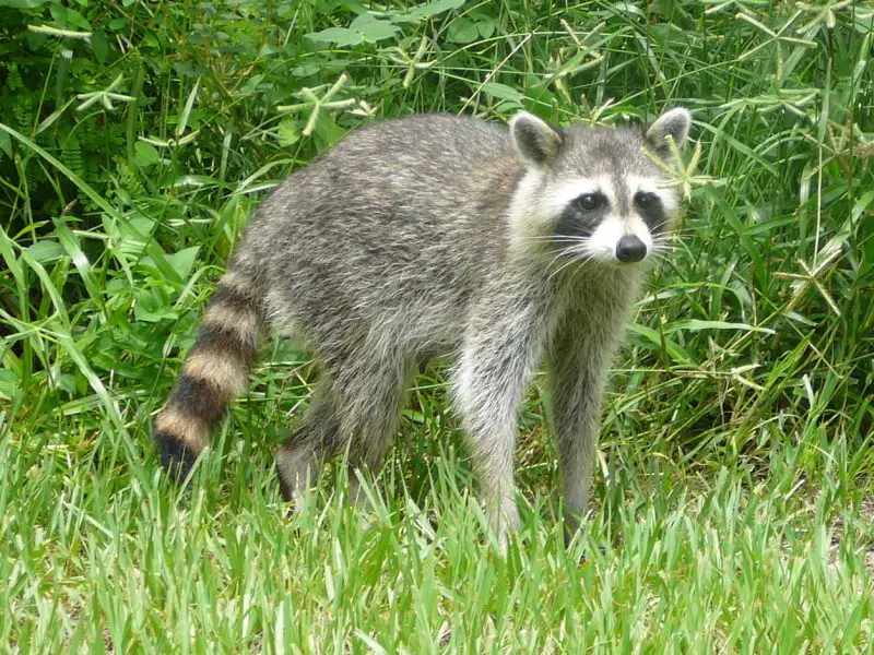 Raccoons in North Carolina