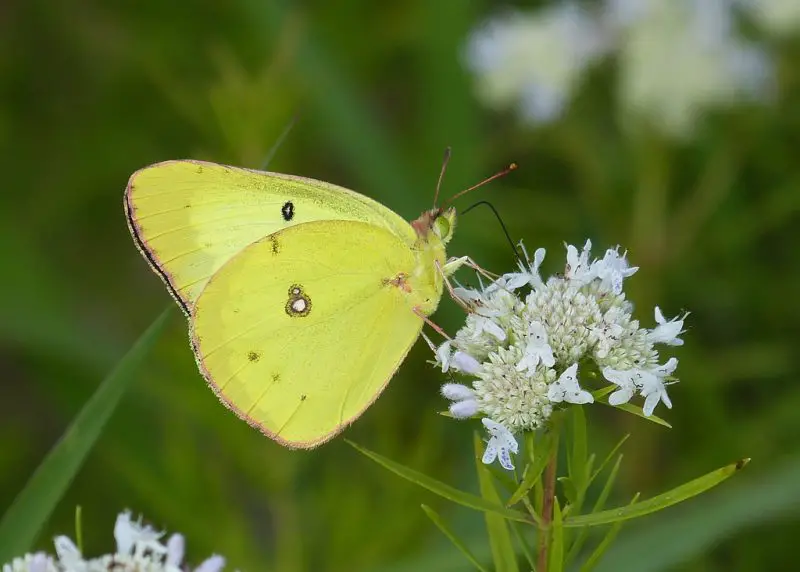 Yellow Butterflies in Florida